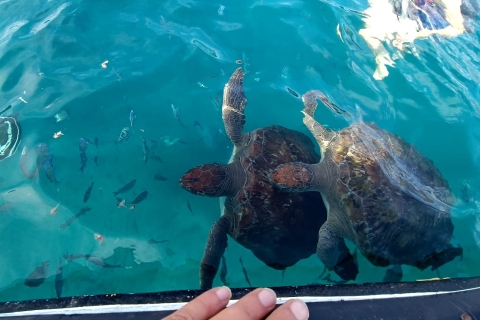 São Vicente: Swim with sea turtles