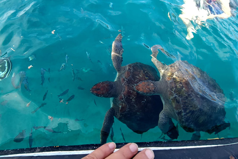 São Vicente: Swim with sea turtles