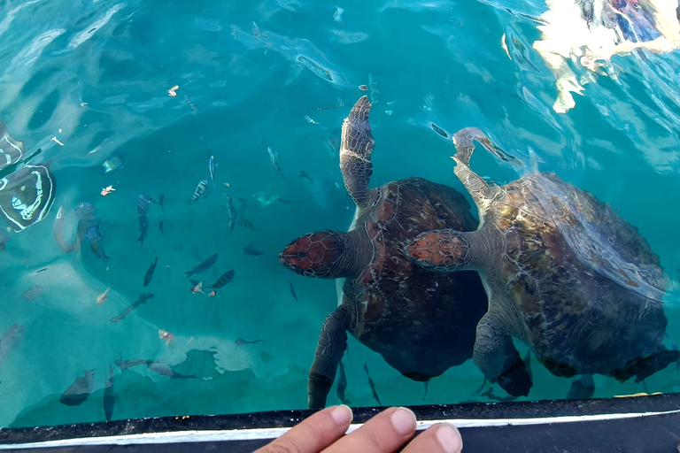 São Vicente: Swim with sea turtles