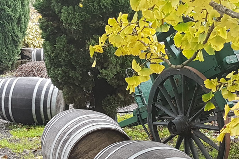 Desde Roma: tour de la región vinícola de Frascati con cata de vinos