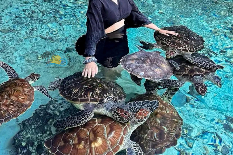 Zanzibar: Swim with Sea Turtles at Salaam Cave with Transfer Hotel Transfer Anywhere in Zanzibar