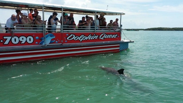 Visit Madeira Beach Guided Dolphin Watching Eco-Friendly Cruise in Safety Harbor, Florida