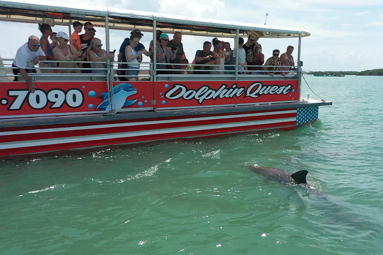 Plage de Madère : Croisière écologique guidée pour l&#039;observation des dauphins