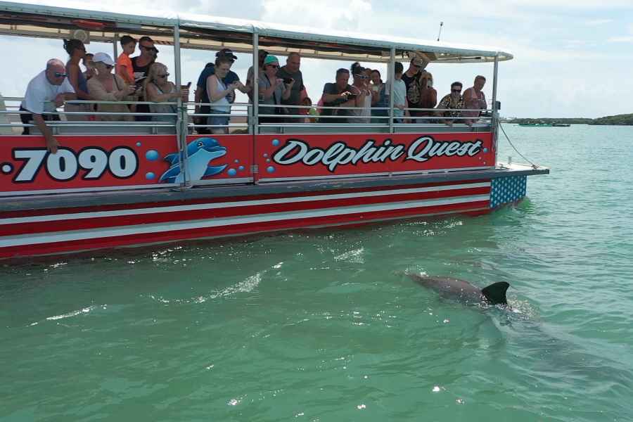 Öko-Kreuzfahrt zur Delfinbeobachtung. Foto: GetYourGuide