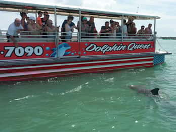Madeira Beach: Guided Dolphin Watching Eco-Friendly Cruise