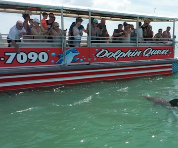 Madeira Beach: Guided Dolphin Watching Eco-Friendly Cruise