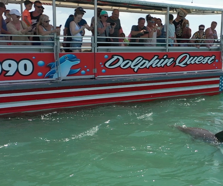 Madeira Beach: Guided Dolphin Watching Eco-Friendly Cruise