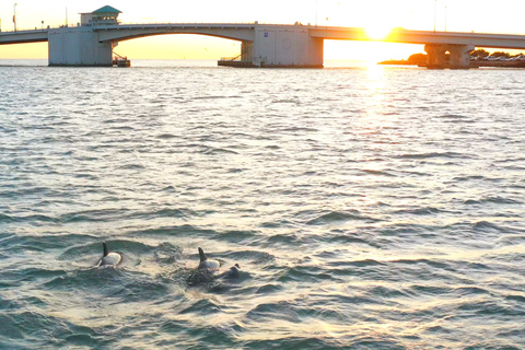 Plage de Madère : Croisière écologique guidée pour l&#039;observation des dauphins