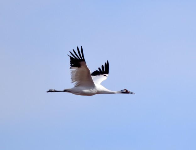 Visit Saskatoon, Canada 8-hour tour to view Whooping Cranes in Saskatoon