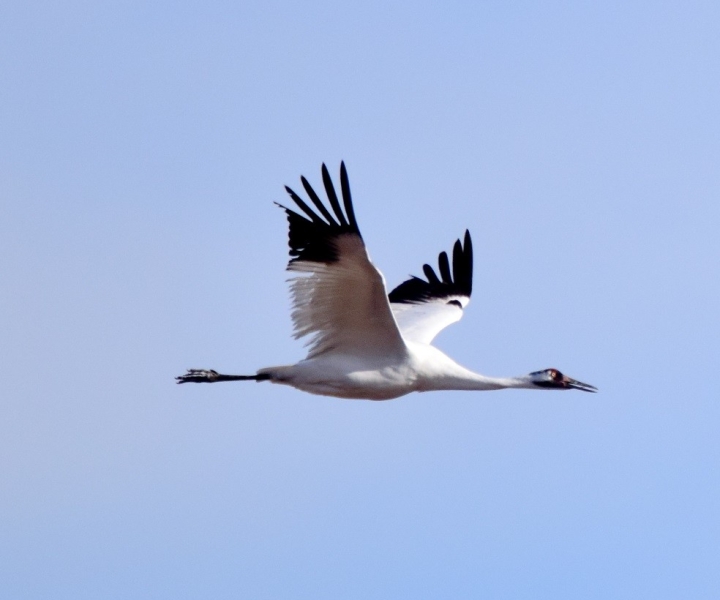 Saskatoon, Canada: 8-hour tour to view Whooping Cranes