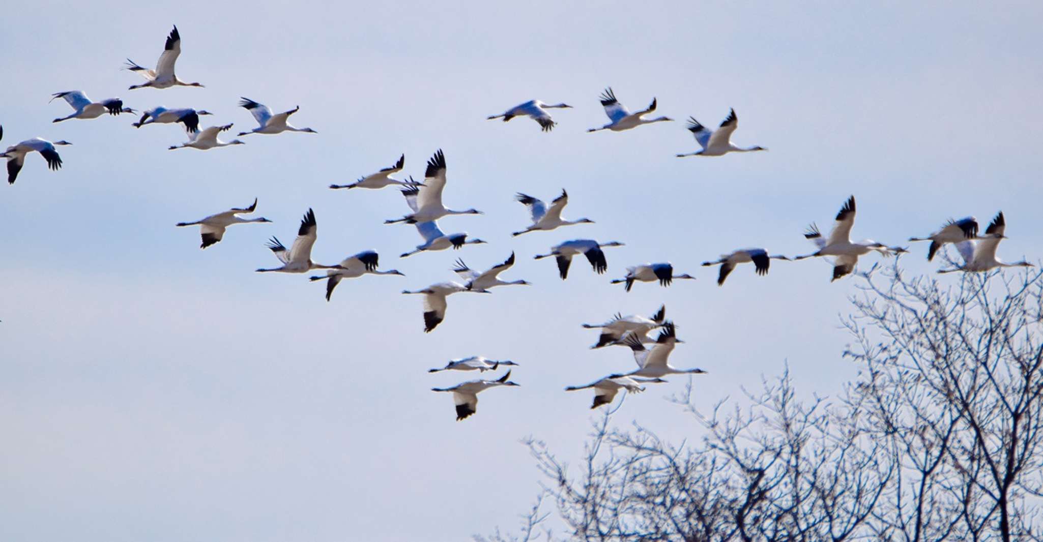 Saskatoon, Canada, 8-hour tour to view Whooping Cranes - Housity