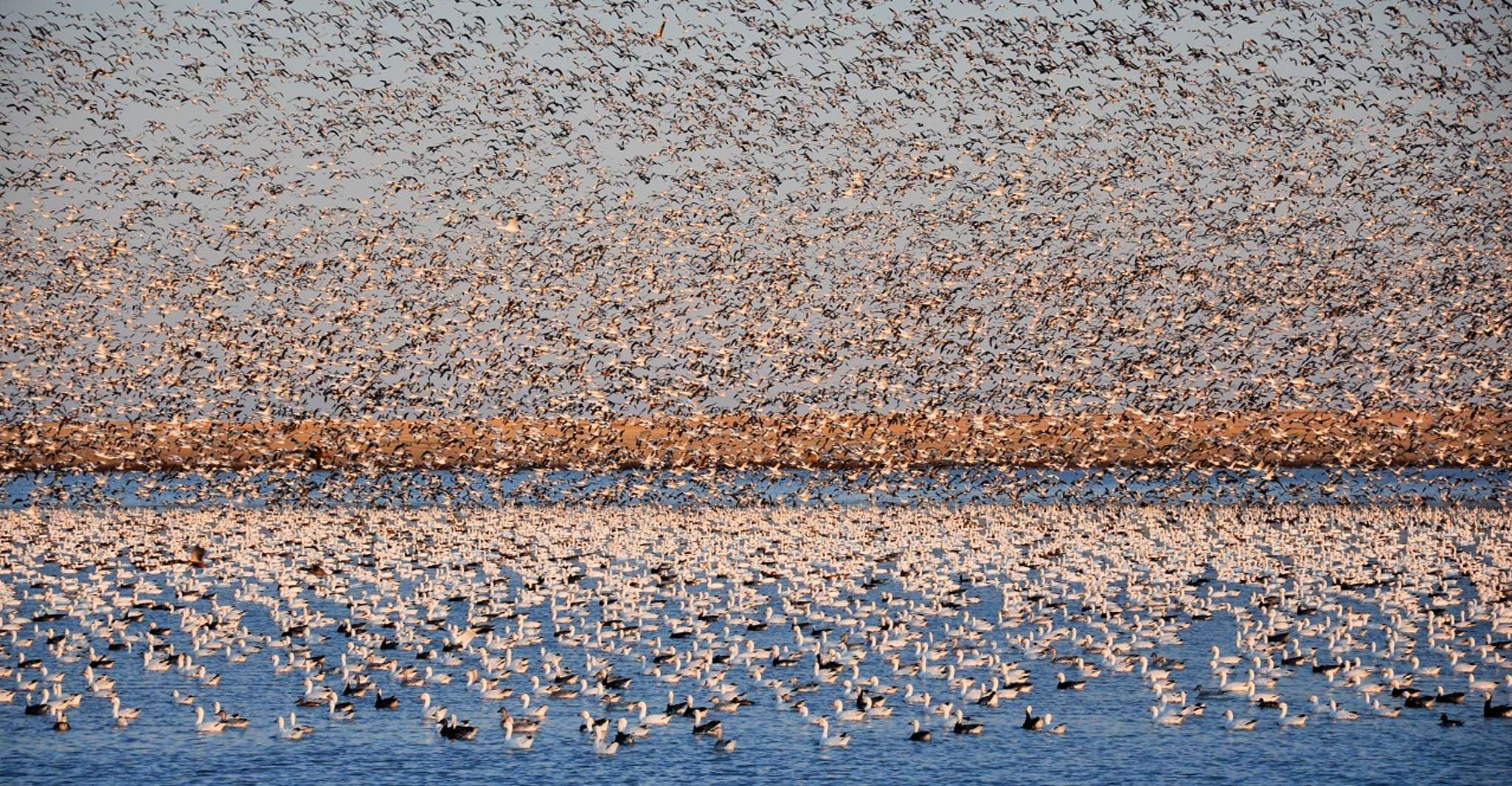 Saskatoon, Canada, 8-hour tour to view Whooping Cranes - Housity