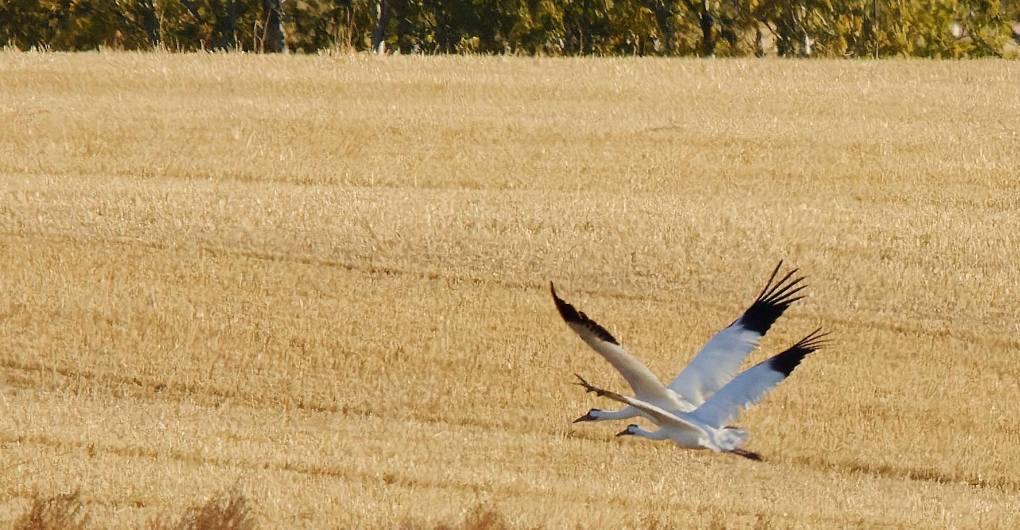 Saskatoon, Canada, 8-hour tour to view Whooping Cranes - Housity