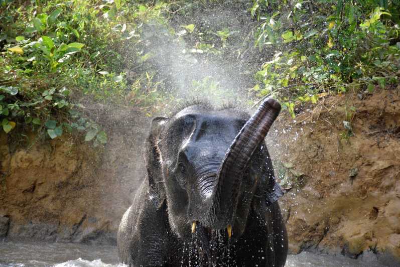 Краби: дом для ухода за слонами и 7-уровневый тур по водопаду Хуай Тхо