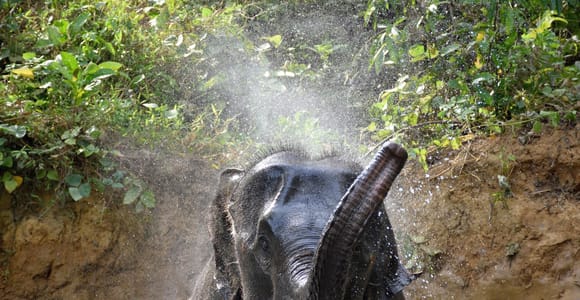 Krabi: Elephant Care House & 7-Level Huay Tho Waterfall Trip