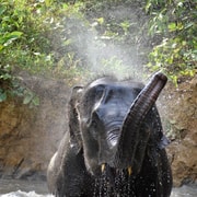 Krabi: Elephant Care House & 7-Level Huay Tho Waterfall Trip