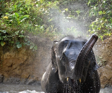 Krabi: Elephant Care House & 7-Level Huay Tho Waterfall Trip