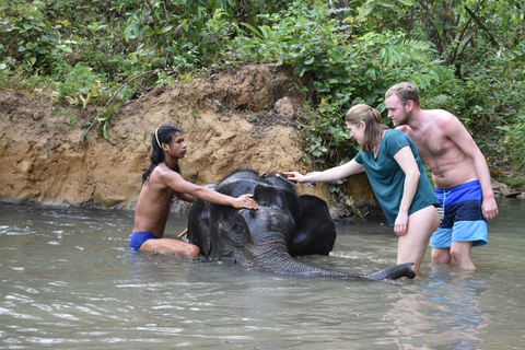 Krabi : Maison de soins pour éléphants et excursion aux chutes d'eau à 7 niveaux de Huay Tho