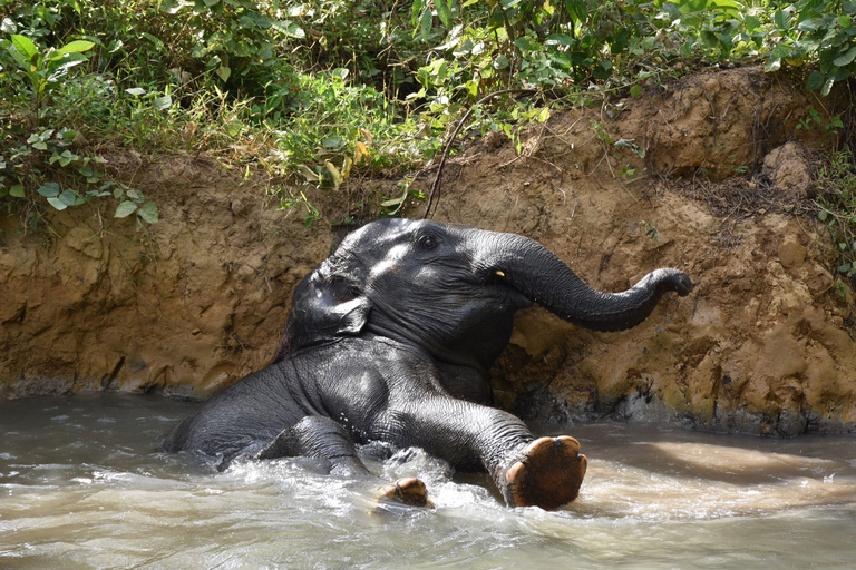 Krabi: Elephant Care House & 7-Level Huay Tho Waterfall Trip