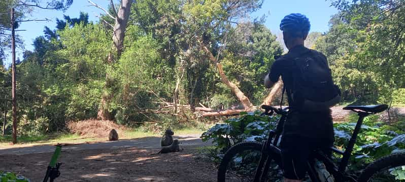 Mountain Bike Table Mountain Constantia