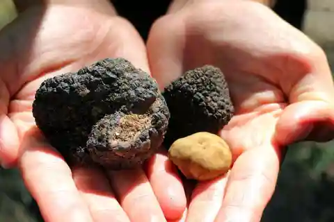 De Florença: Caça às trufas com almoço e transporte