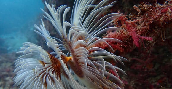 Lisbon: Try Scuba Diving in Arrábida Marine Reserve w/photos