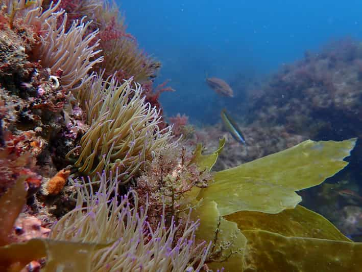 Sesimbra Arr Bida Marine Reserve Scuba Diving Experience Getyourguide