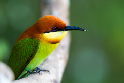 Safari nel Parco Nazionale di Bundala - Tour del paradiso degli uccelliSafari nel Parco Nazionale di Bundala