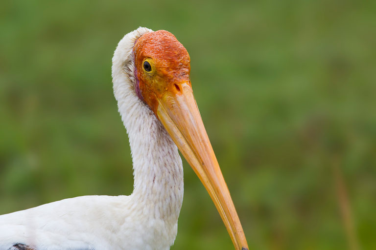 Safari nel Parco Nazionale di Bundala - Tour del paradiso degli uccelliSafari nel Parco Nazionale di Bundala