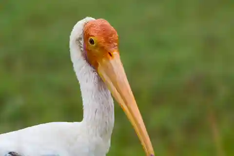 Bundala National Park Safari - Birding Paradise Tour