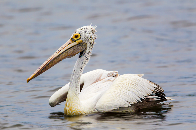 Safari nel Parco Nazionale di Bundala - Tour del paradiso degli uccelliSafari nel Parco Nazionale di Bundala