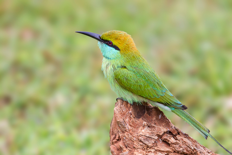 Safari nel Parco Nazionale di Bundala - Tour del paradiso degli uccelliSafari nel Parco Nazionale di Bundala