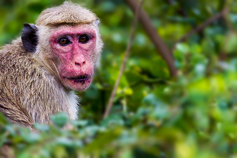 Safari nel Parco Nazionale di Bundala - Tour del paradiso degli uccelliSafari nel Parco Nazionale di Bundala