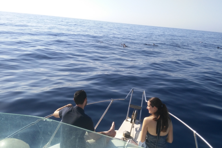 Tenerife: cruise walvissen spotten met snorkelen en lunch