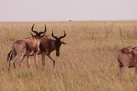 Arusha: 7-Day Safari Tour with Materuni Waterfalls Hike