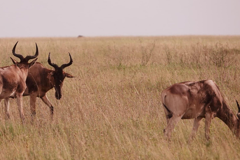 Arusha: 7-Day Safari Tour with Materuni Waterfalls Hike