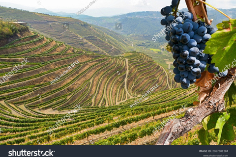 From Porto: Full-Day Douro Historical TourPorto: Full-Day Douro Tour