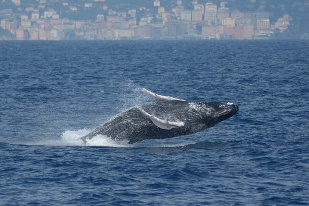 Genua: Whale-Watching-Bootsfahrt im Pelagos-Schutzgebiet bei Sonnenuntergang
