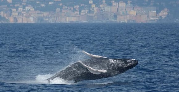 Genua: Whale-Watching-Bootsfahrt im Pelagos-Schutzgebiet bei Sonnenuntergang