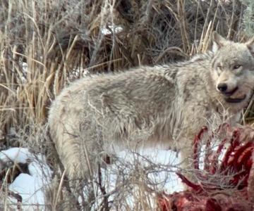 Yellowstone: Full-Day Private Guided Tour by Car with Lunch