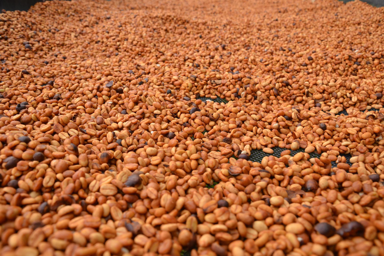 Coffee Farm Experience at La Palma & El Tucán from Bogotá