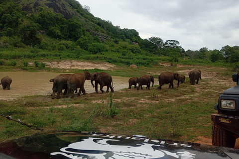 Z Dambulla/Sigiriya/: Park Narodowy Minneriya 4-godzinne safari