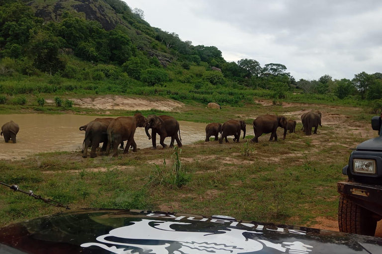 Z Dambulla/Sigiriya/: Park Narodowy Minneriya 4-godzinne safari