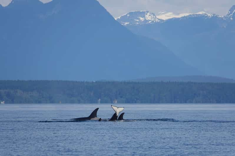 Campbell River: Spring Bear Watching & Waterfalls Boat Tour | GetYourGuide