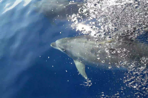 Cargèse : Tour en bateau de Scandola et Piana avec arrêt à Girolata