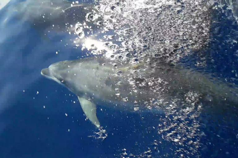 Cargèse: Wycieczka statkiem po Scandola i Piana z przystankiem w Girolata