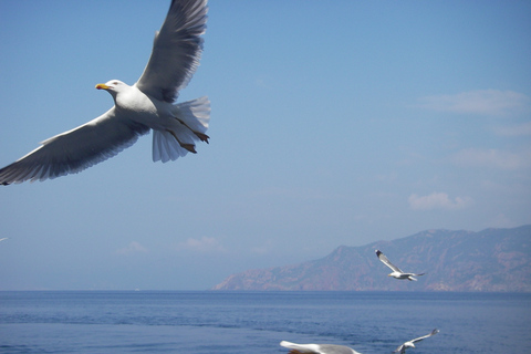 Cargèse : Tour en bateau de Scandola et Piana avec arrêt à Girolata