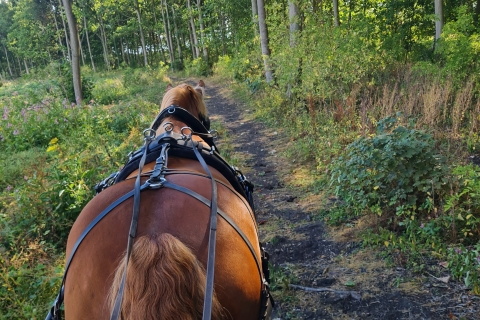 Fahrt mit der Pferdekutsche und NachmittagsteePferdekutsche ridel