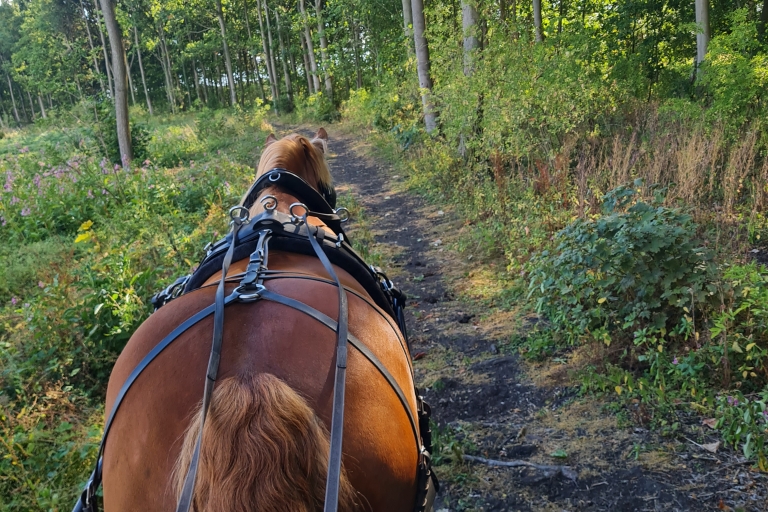 Fahrt mit der Pferdekutsche und NachmittagsteePferdekutsche ridel