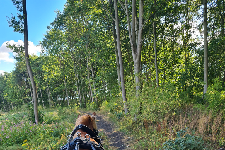 Promenade en calèche et thé à la crème dans l'après-midiCalèche ridel